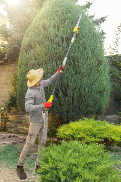 Best Arborist Services Near Me  in Elgin, IL